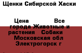 Щенки Сибирской Хаски › Цена ­ 20 000 - Все города Животные и растения » Собаки   . Московская обл.,Электрогорск г.